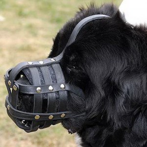 Намордник из кожи для ньюфаундленда «Maximum safety»